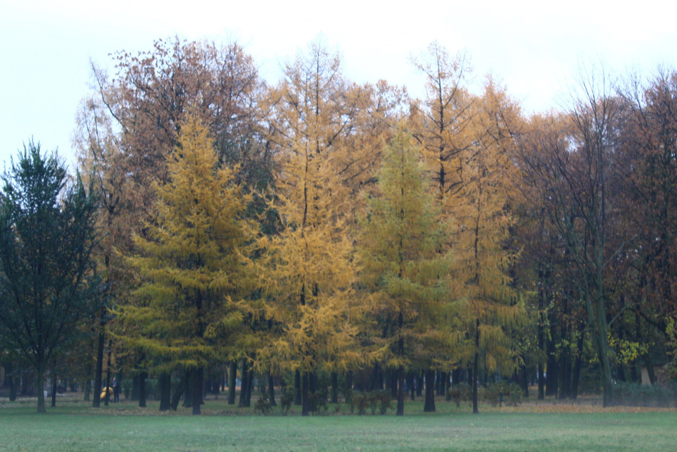 В Санкт-Петербурге ожидается потепление и дожди к концу недели